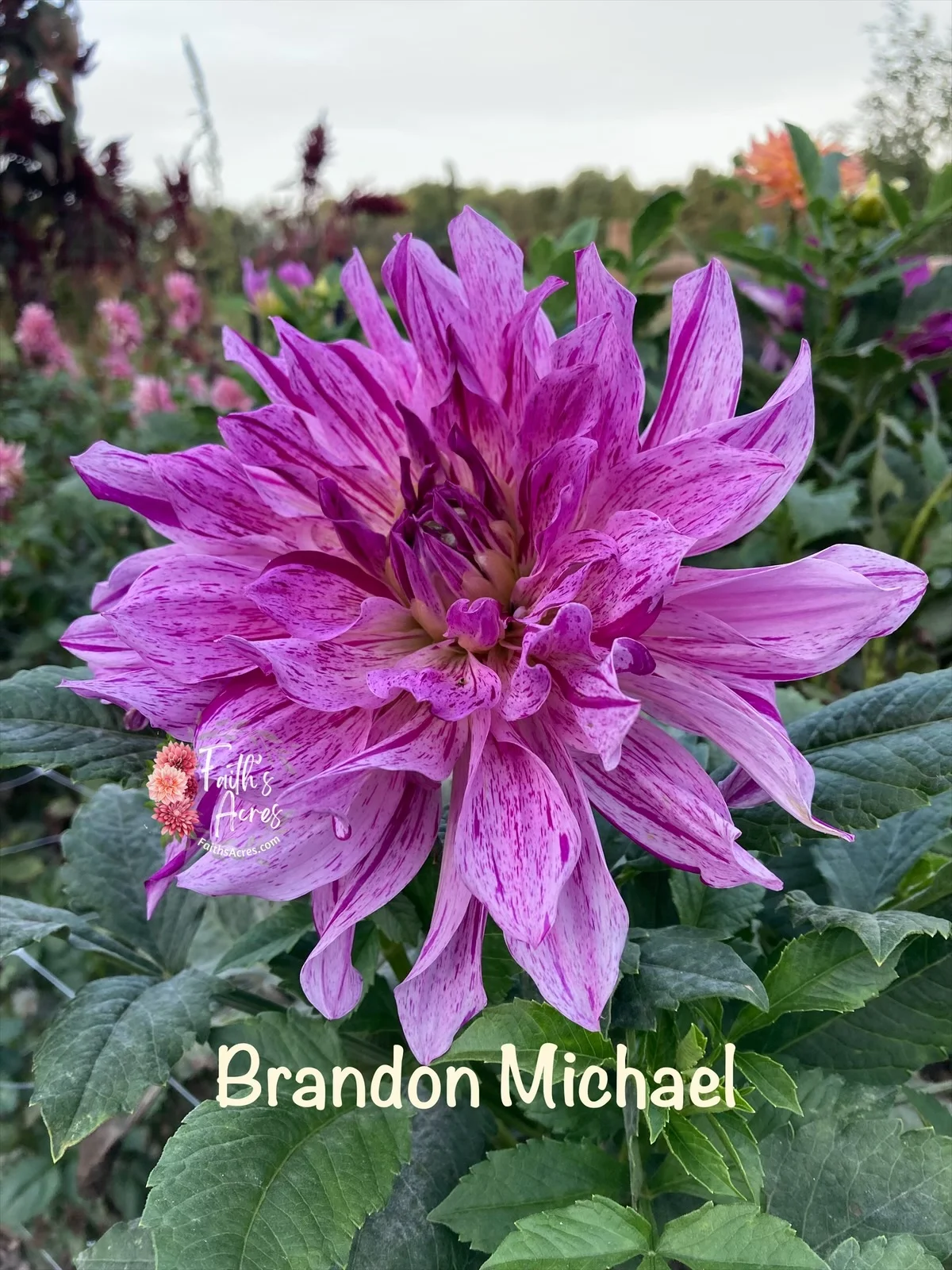 Kirton, Brandon Michael