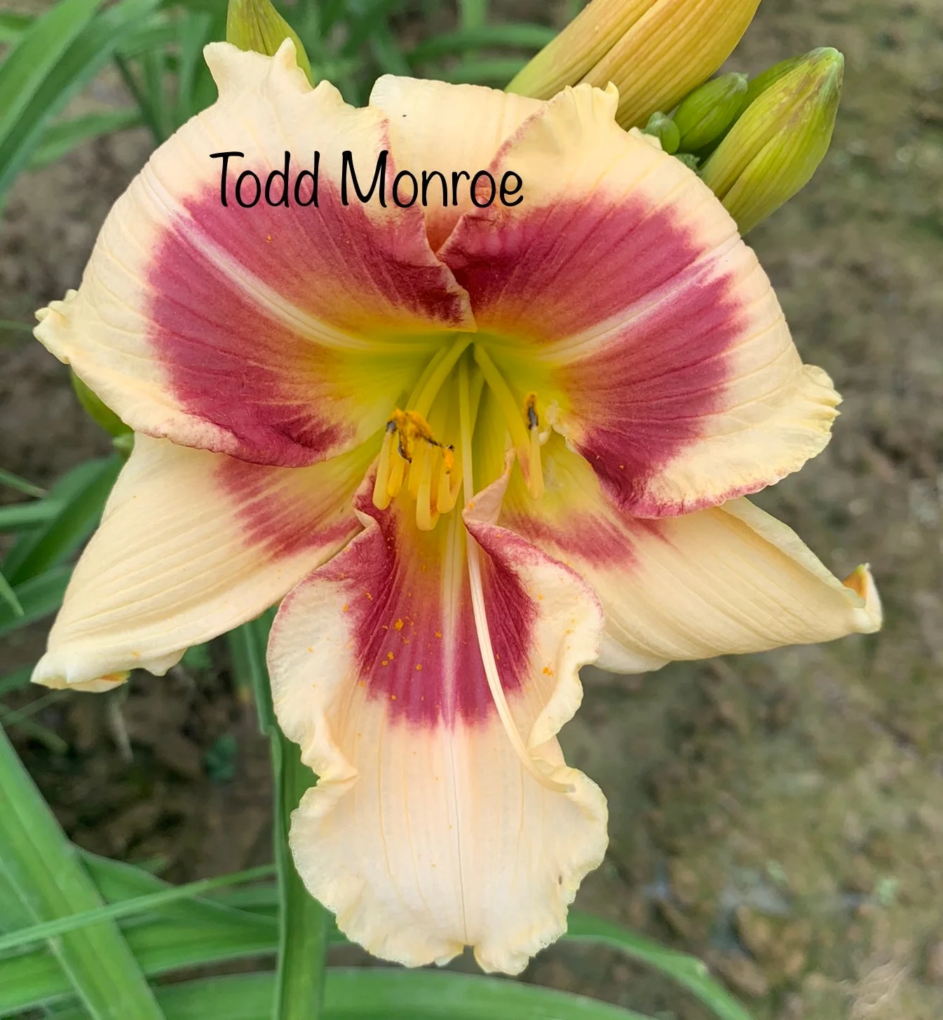 Harris, Todd Monroe